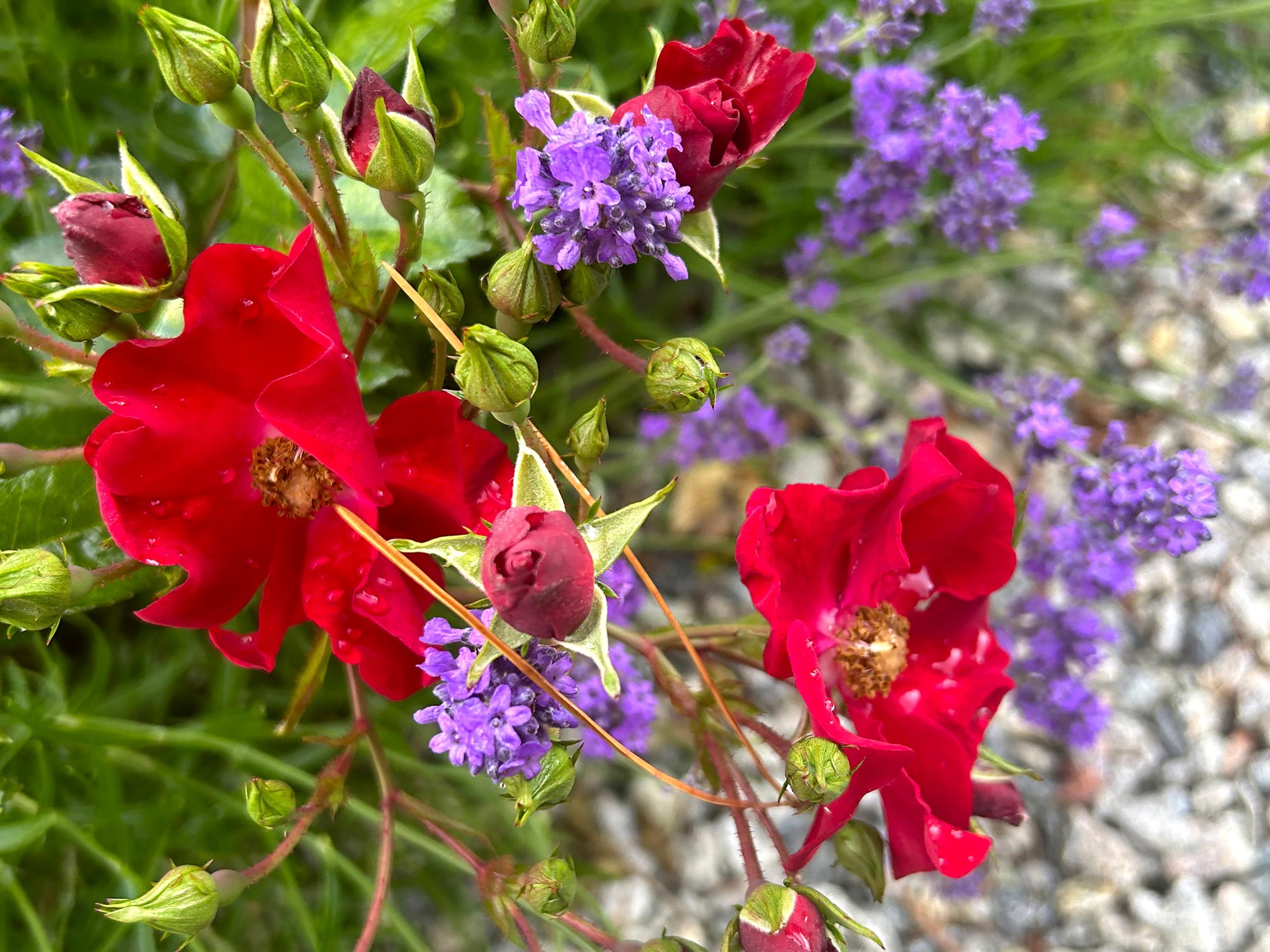 Sarah Husband Flowers – Garden design & restoration