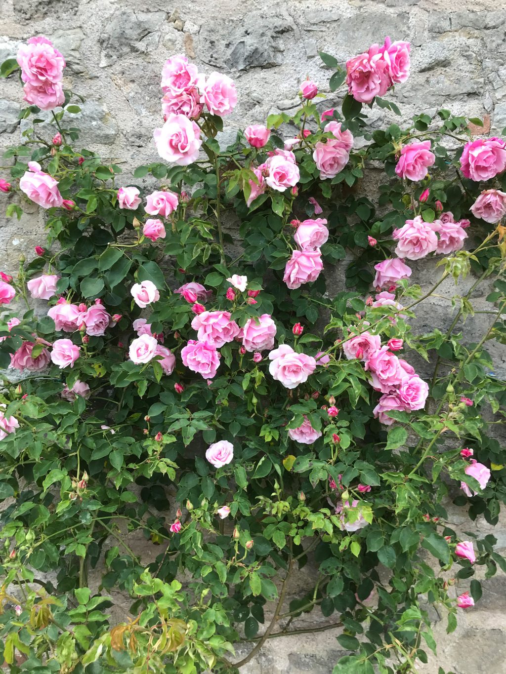 Garden in Cumbria, North of England