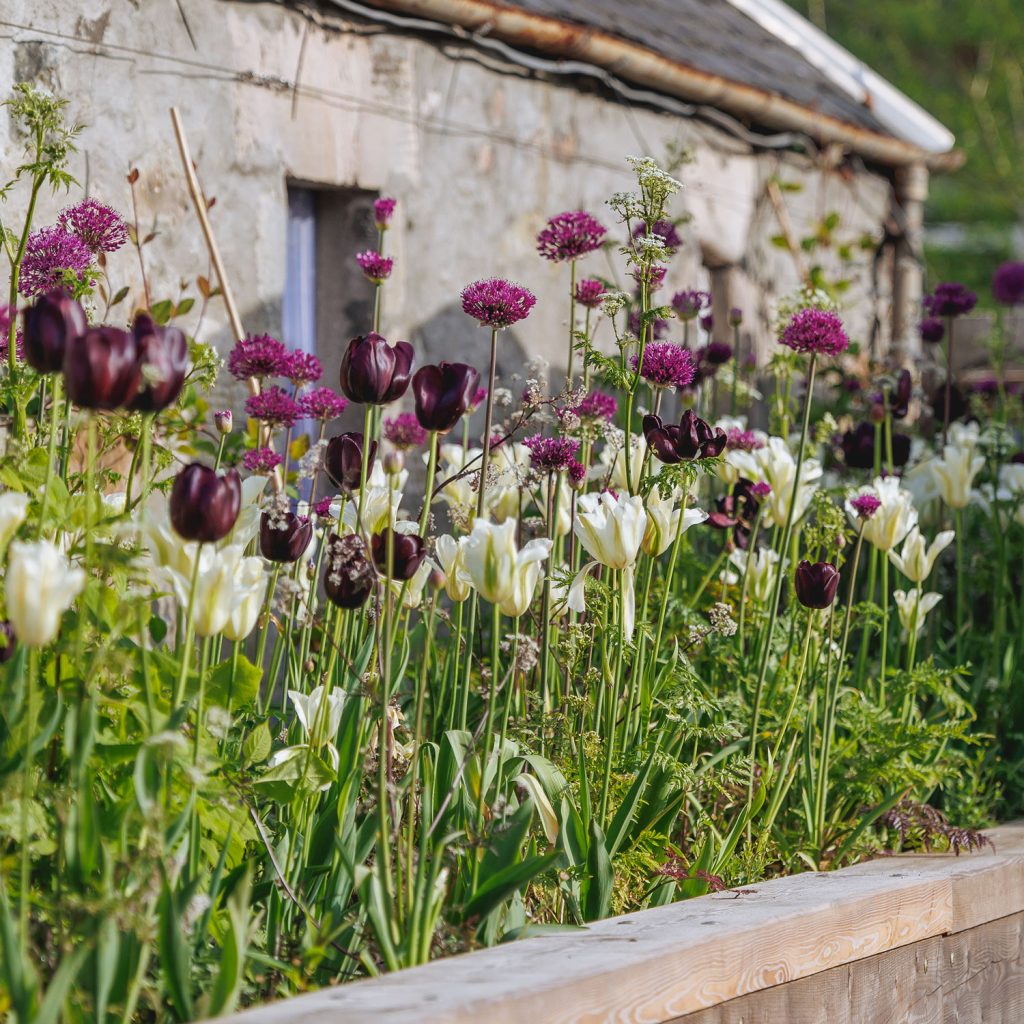 Garden in Isle of Bute, Scotland