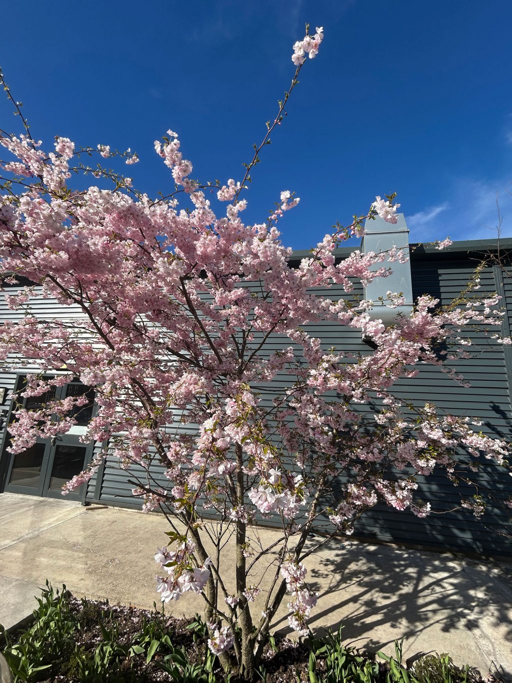 Garden in Isle of Bute, Scotland