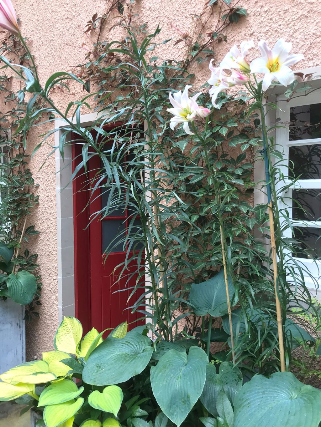 Garden in Nairn, Scotland