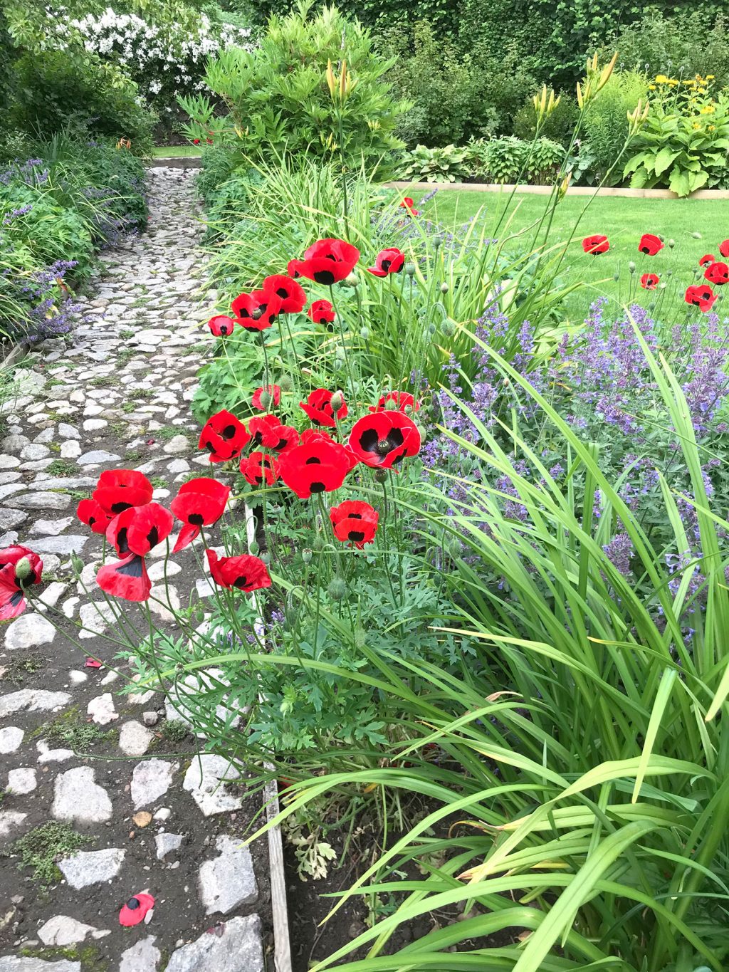 Garden in Nairn, Scotland