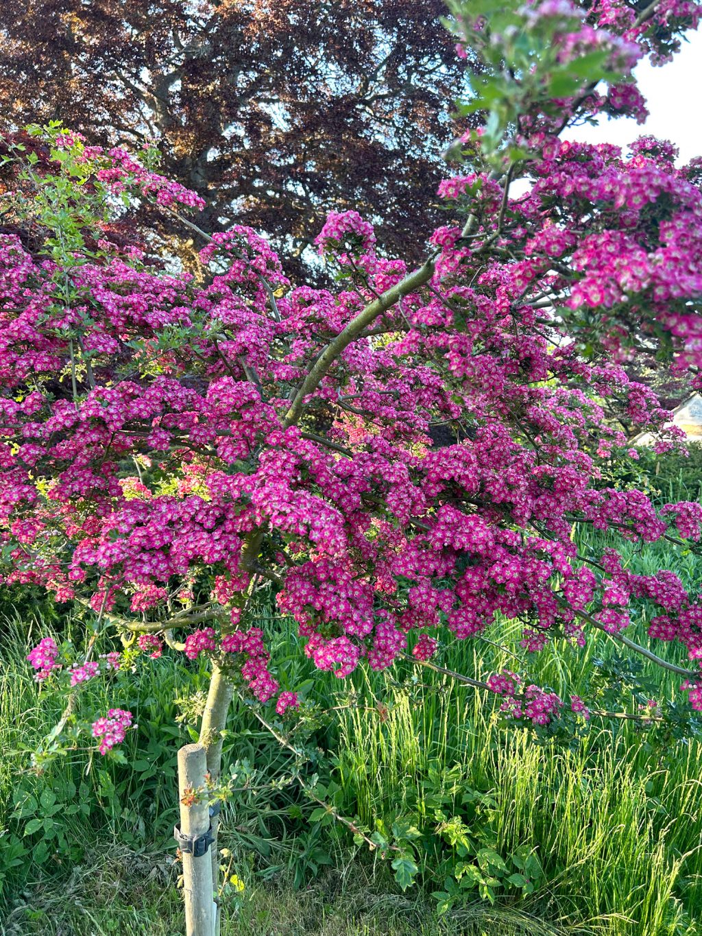 Garden in Nairn, Scotland